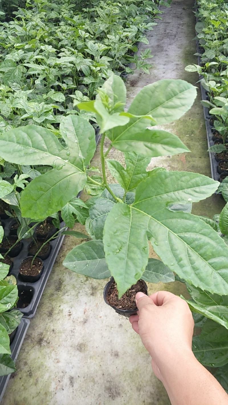维密百香果嫁接苗，基地直销，量大从优。提供技术。指导。