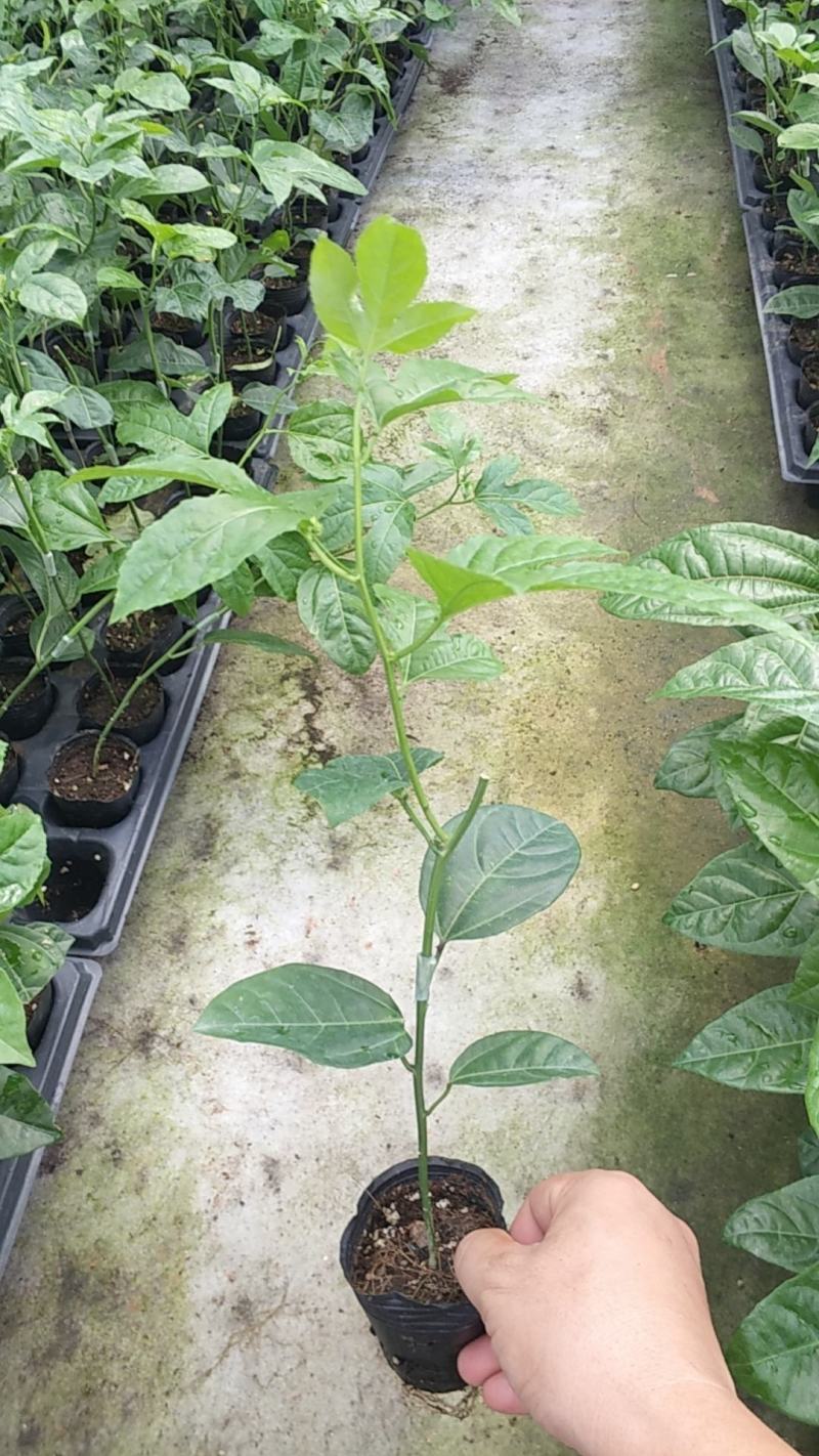 维密百香果嫁接苗，基地直销，量大从优。提供技术。指导。