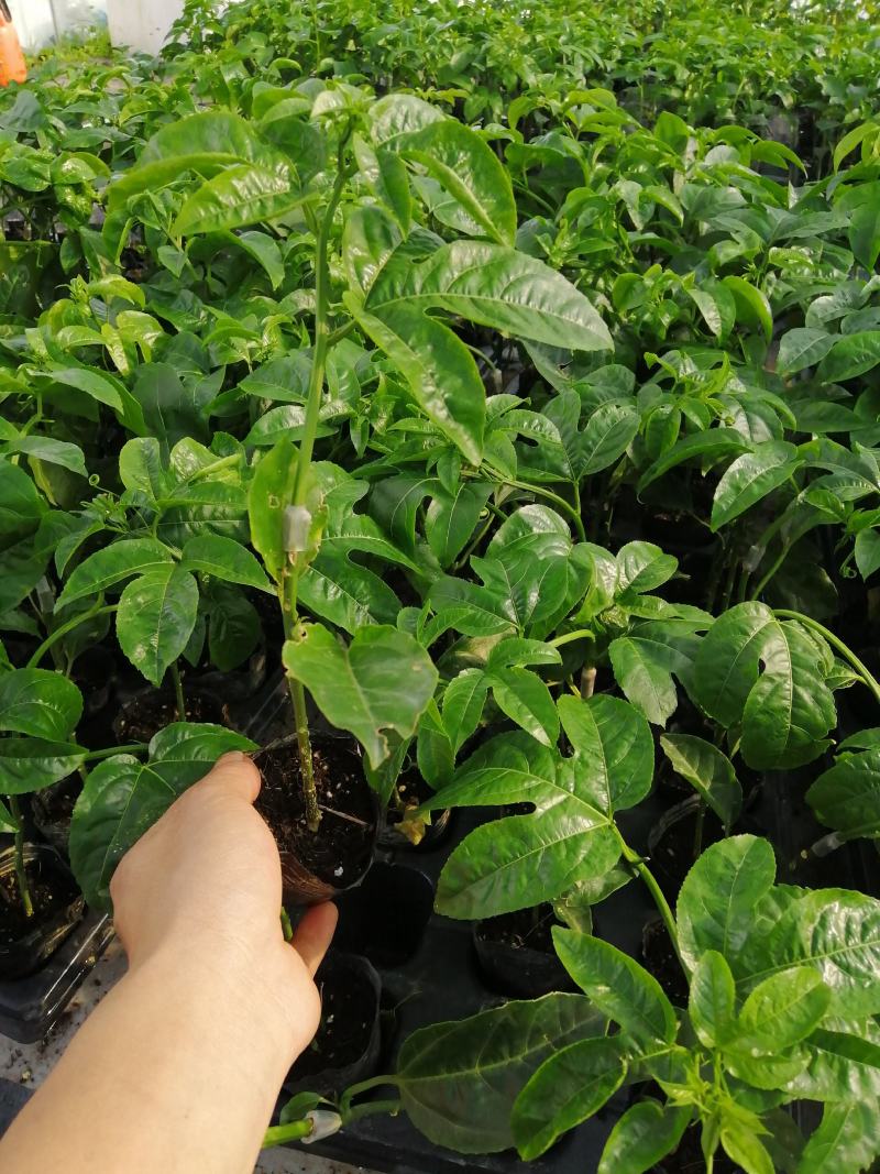 维密百香果嫁接苗，基地直销，量大从优。提供技术。指导。