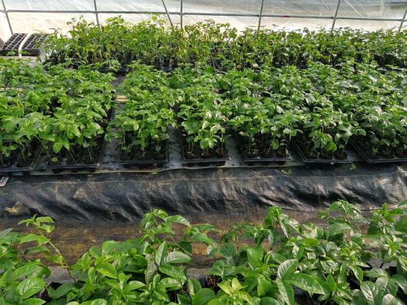 维密百香果嫁接苗，基地直销，量大从优。提供技术。指导。