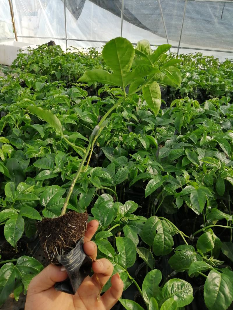 维密百香果嫁接苗，基地直销，量大从优。提供技术。指导。