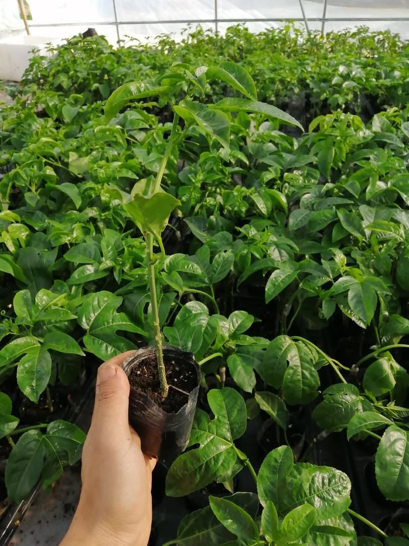 维密百香果嫁接苗，基地直销，量大从优。提供技术。指导。