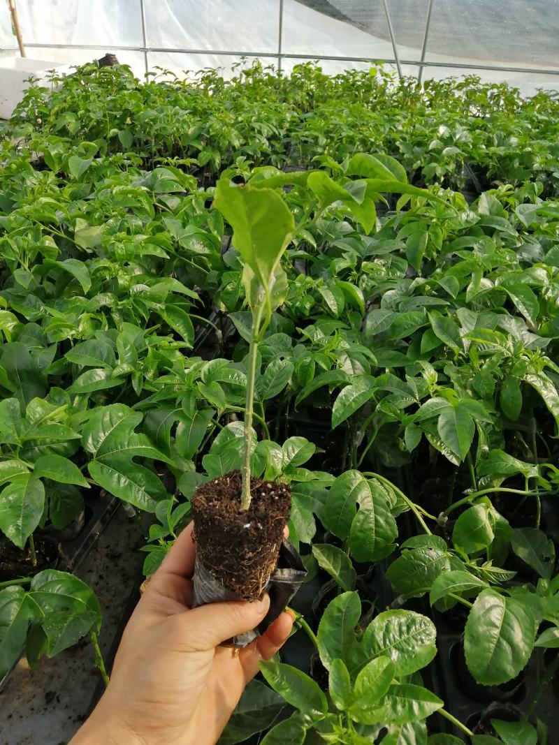 维密百香果嫁接苗，基地直销，量大从优。提供技术。指导。