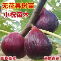 无花果树苗波姬红布兰瑞克等品种五花果树苗现挖现发