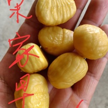 宋家早大量上市，望广大栗友理性采购，莫错过发大财好机会！