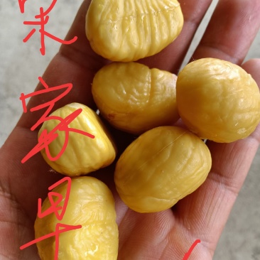 宋家早大量上市，望广大栗友理性采购，莫错过发大财好机会！