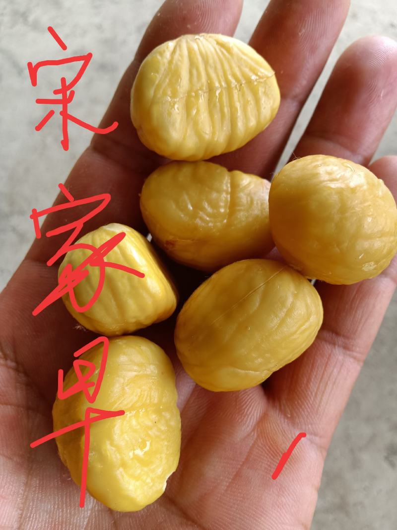 宋家早大量上市，望广大栗友理性采购，莫错过发大财好机会！