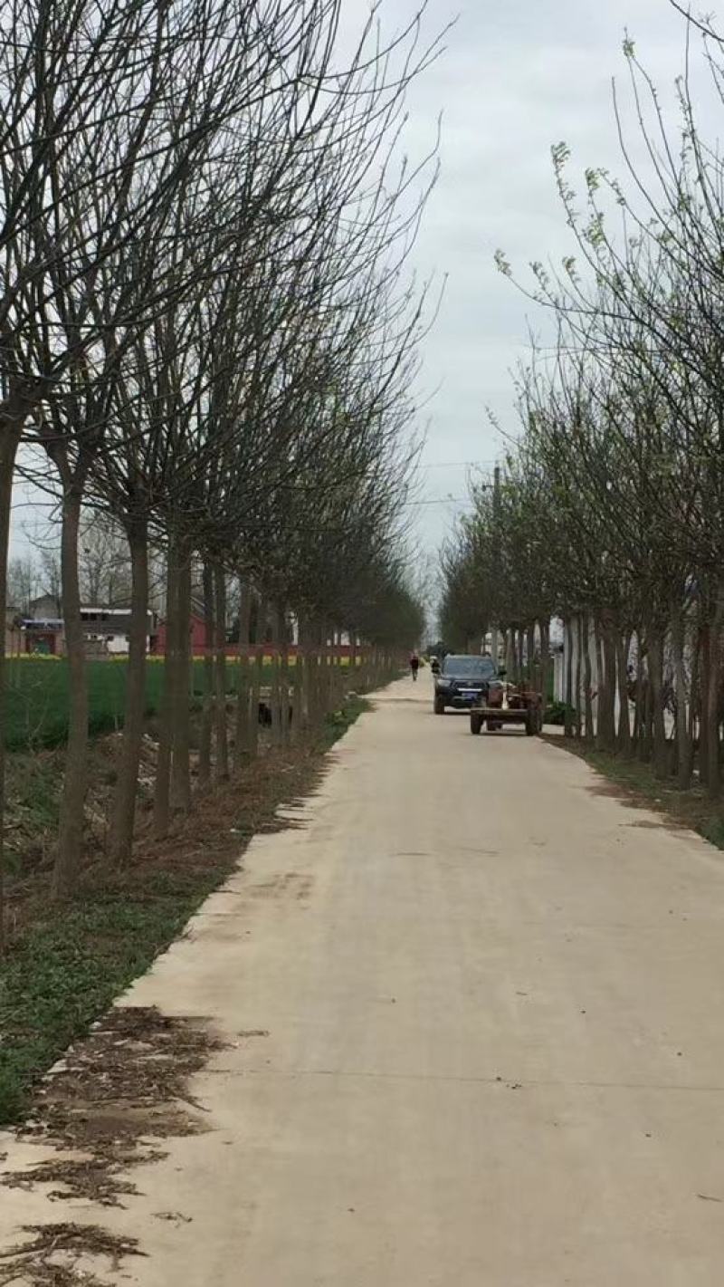 12公分精品国槐价格美丽树形优美欢迎订购