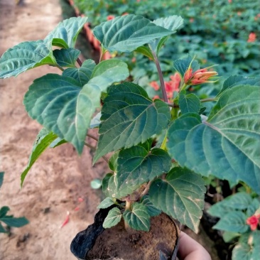 一串红，自己种植，批发价销售