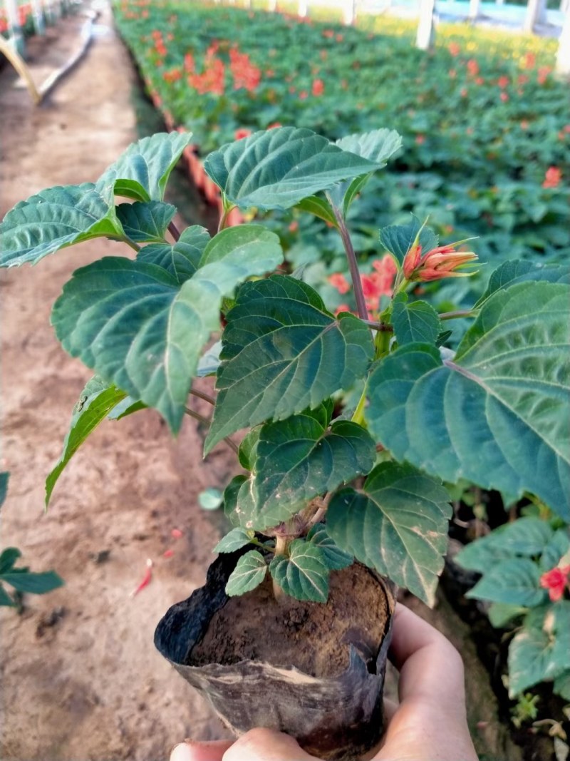 一串红，自己种植，批发价销售