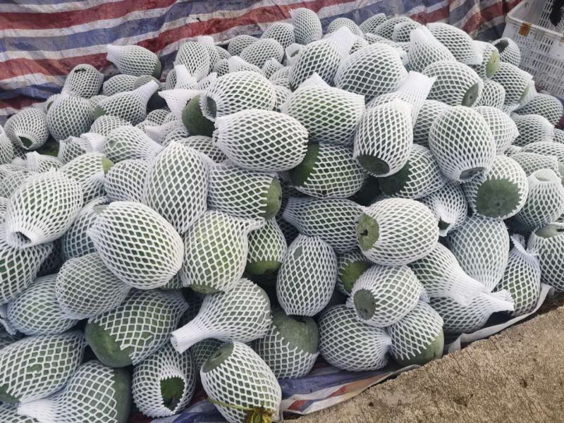 丝瓜冬瓜会累死人。。。。