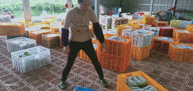 丝瓜冬瓜会累死人。。。。