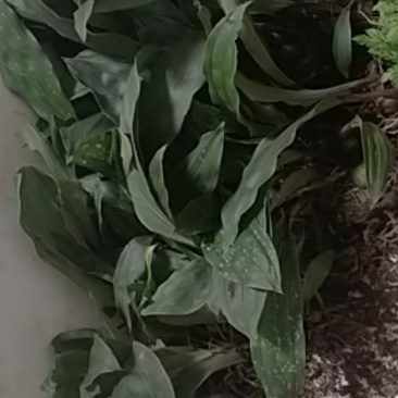 野生的毛慈菇，全部都是野生的，欢迎老板下单。一手货。