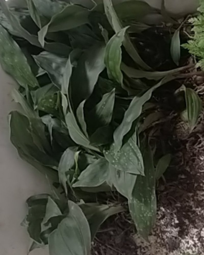 野生的毛慈菇，全部都是野生的，欢迎老板下单。一手货。