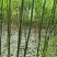 国槐苗1公分的2公分的量大规格齐全，保证质量。