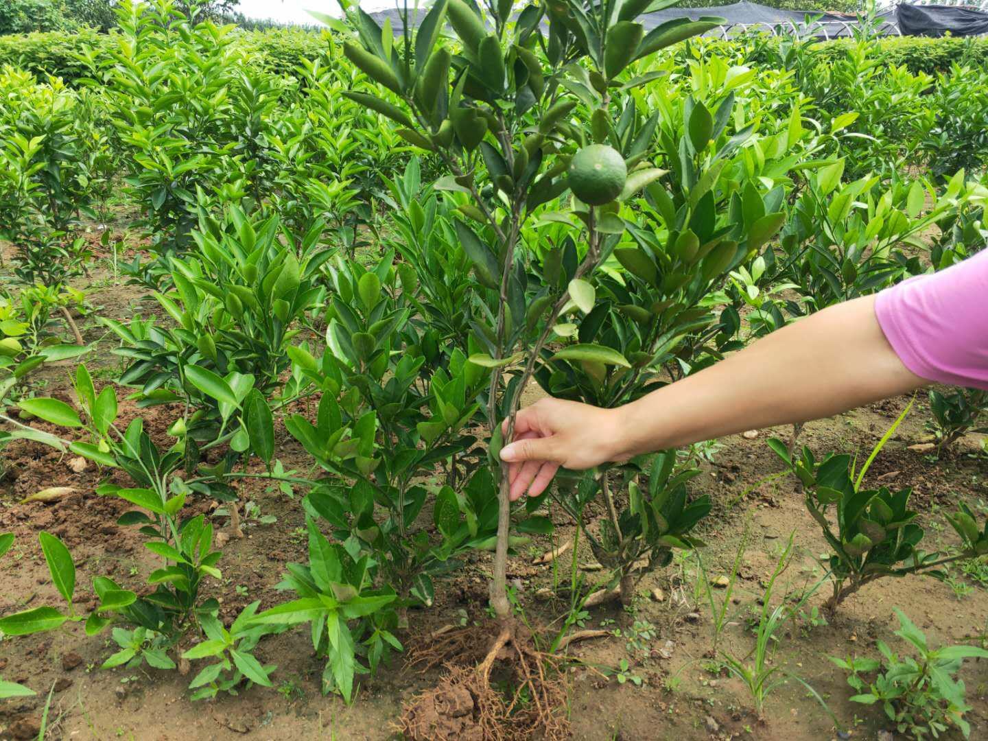 华南某县级农技推广站专家在果园现场示范金秋沙糖桔疏果技术:身着蓝色工装的农艺师手持电子游标卡尺测量果实直径(显示读数为2.6cm),身旁果农手持专用疏果剪,正剪除内膛过密小果及畸形果;背景可见挂果枝条上保留间距约8–10cm的健康幼果,叶片浓绿有光泽,地面铺设有反光膜,增强下层果实着色;右侧立有‘金秋沙糖桔标准化疏果技术要点’科普展板 农技人员田间指导金秋沙糖桔疏果作业