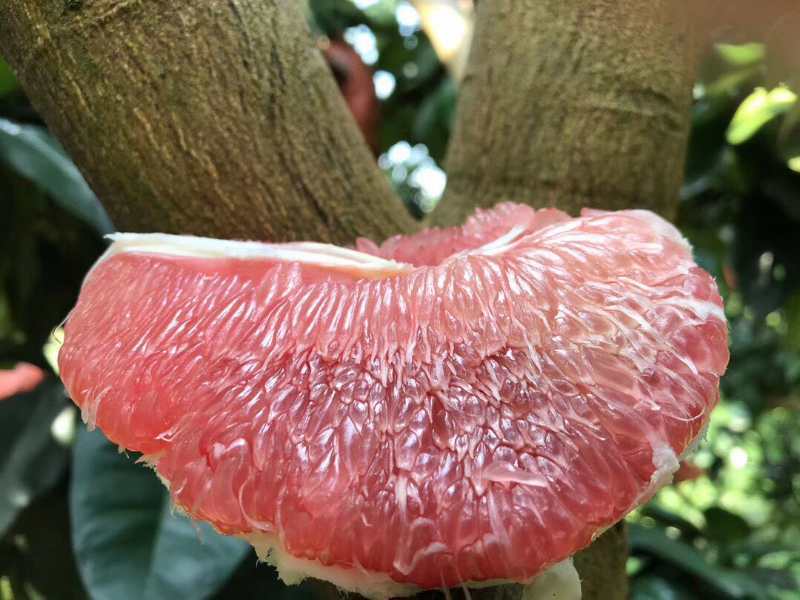 产地直销红心柚子，当季水果，水份足，甜甜的，一件代发