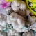 金乡紫皮大蒜正宗苍山四六瓣射阳蒜红皮川蒜产地直发