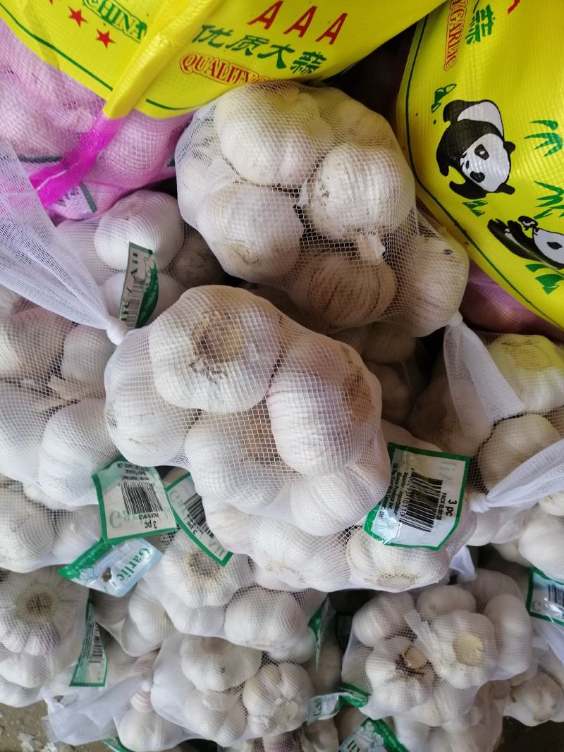 金乡紫皮大蒜正宗苍山四六瓣射阳蒜红皮川蒜产地直发
