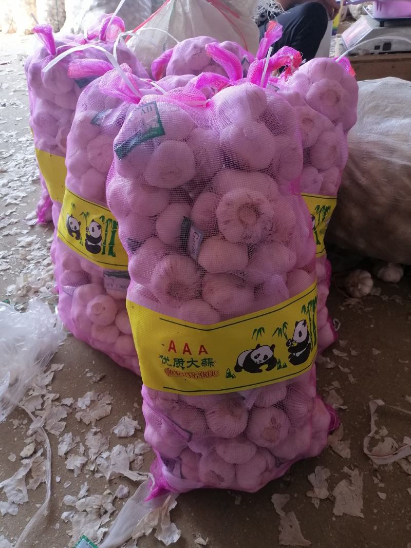 金乡紫皮大蒜正宗苍山四六瓣射阳蒜红皮川蒜产地直发