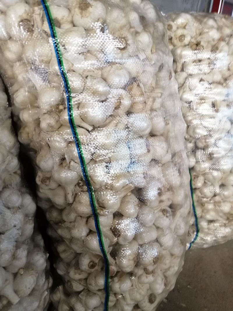 金乡紫皮大蒜正宗苍山四六瓣射阳蒜红皮川蒜产地直发