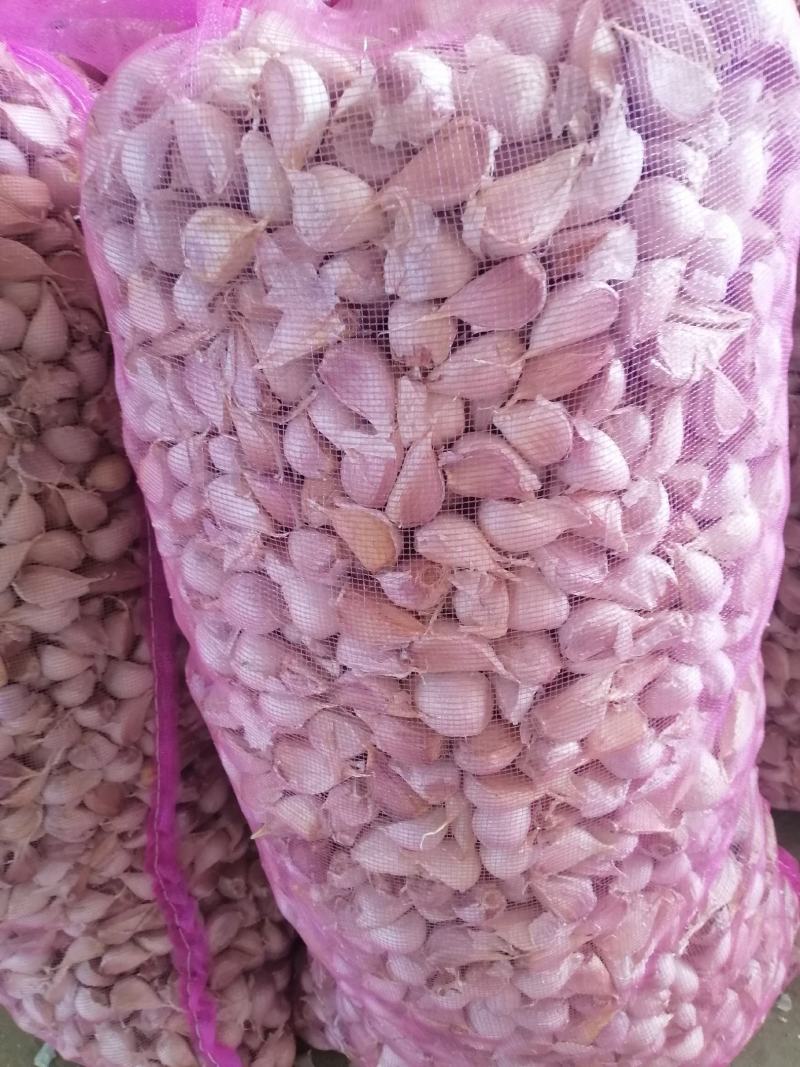 金乡紫皮大蒜正宗苍山四六瓣射阳蒜红皮川蒜产地直发