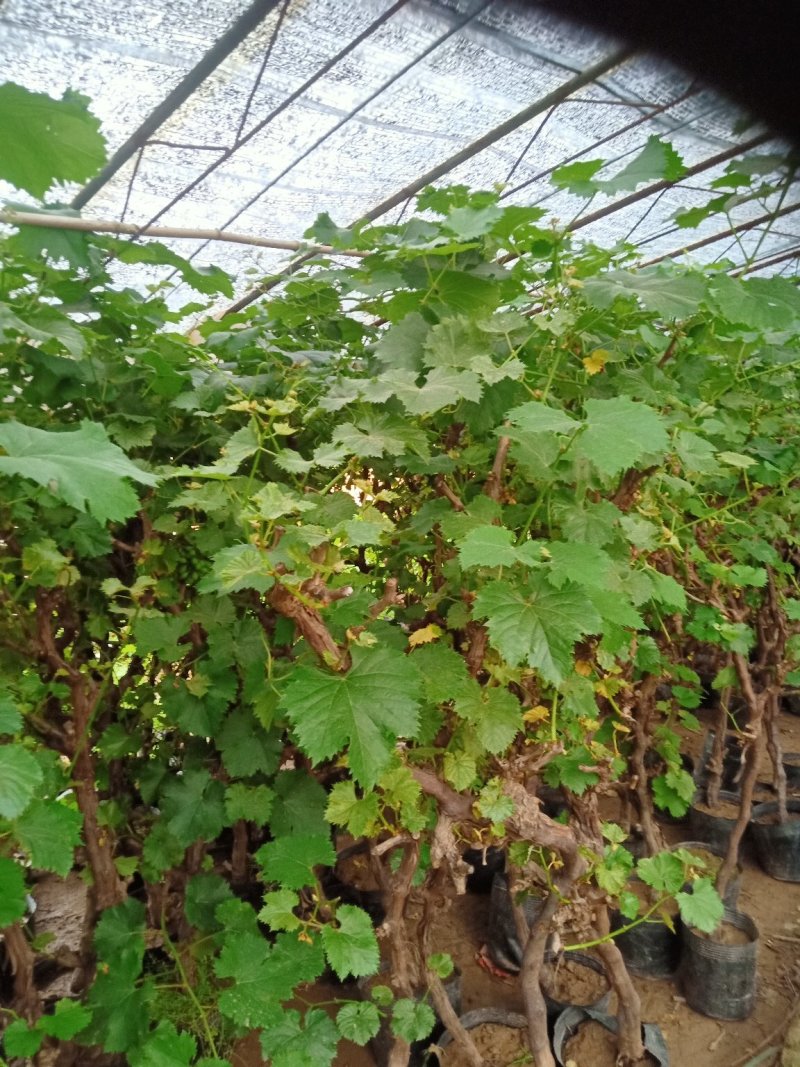 葡萄苗5年110~150cm葡萄树苗新品种葡萄苗果树