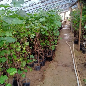 葡萄苗5年110~150cm葡萄树苗新品种葡萄苗果树