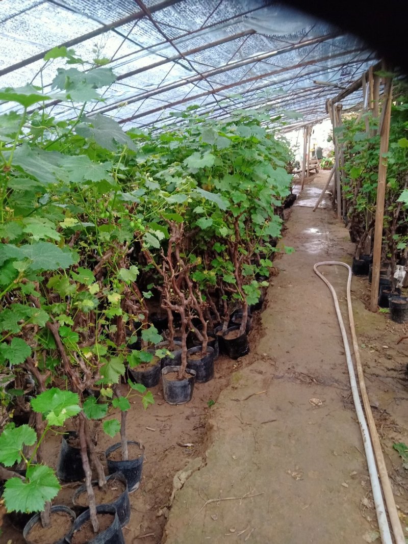 葡萄苗5年110~150cm葡萄树苗新品种葡萄苗果树