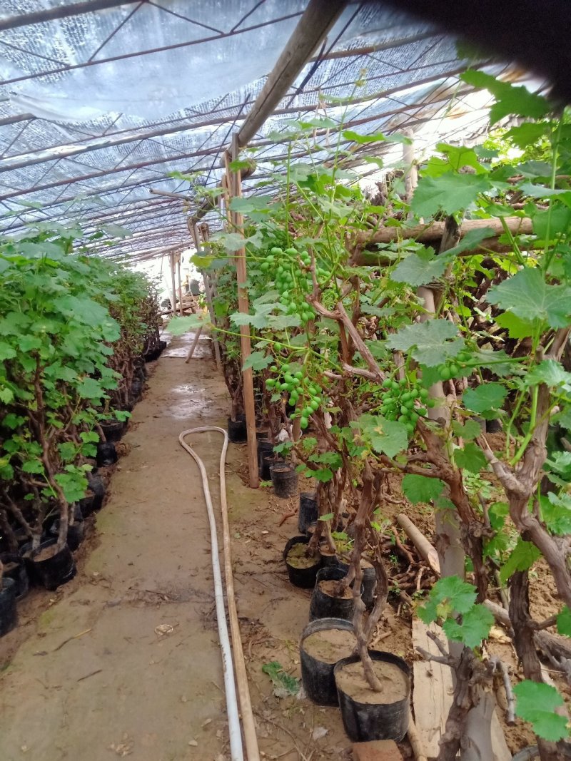 葡萄苗5年110~150cm葡萄树苗新品种葡萄苗果树