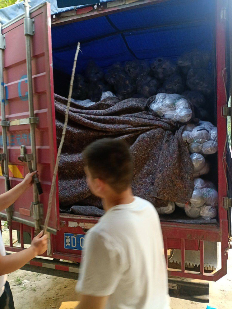【产地价格低】山东莘县紫光圆茄子食堂货赶集货社区团购电商