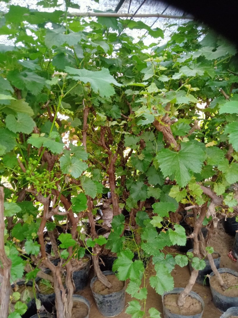 葡萄苗果树庭院巨峰爬藤盆葡萄树苗新品种葡萄苗果树南北方种