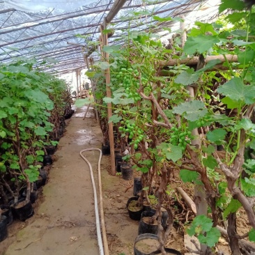 葡萄苗果树庭院巨峰爬藤盆葡萄树苗新品种葡萄苗果树南北方种