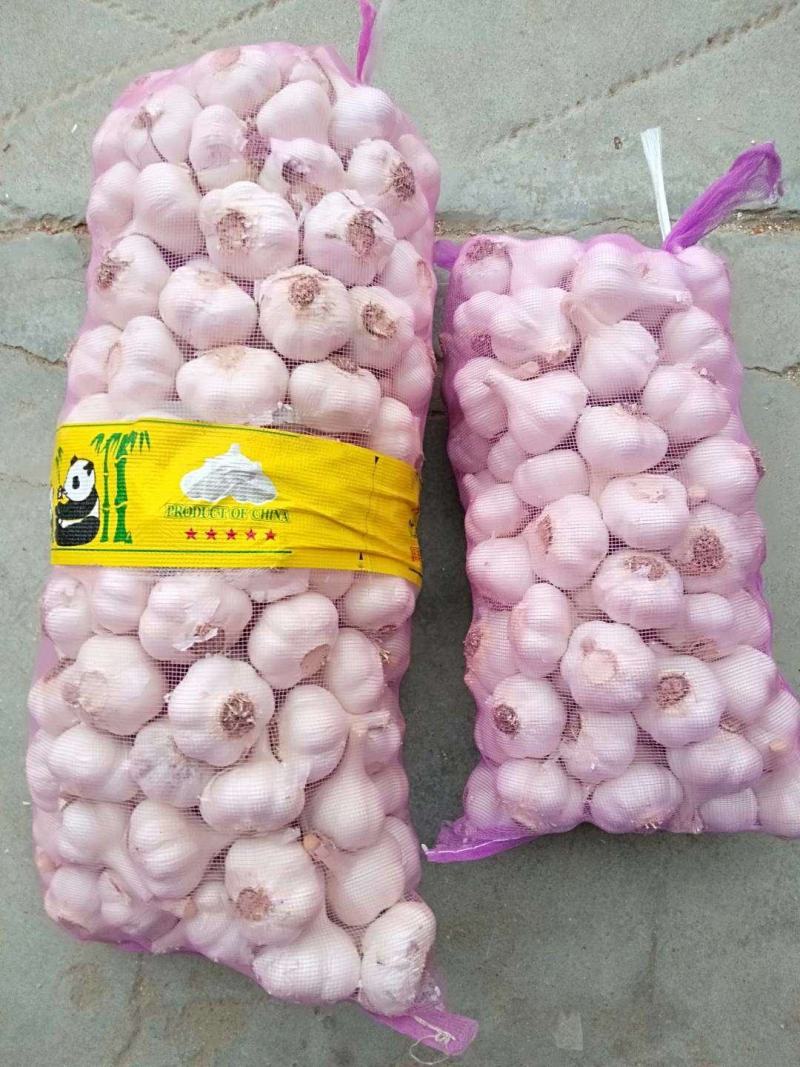 金乡紫皮大蒜正宗苍山四六瓣射阳蒜红皮川蒜产地直发