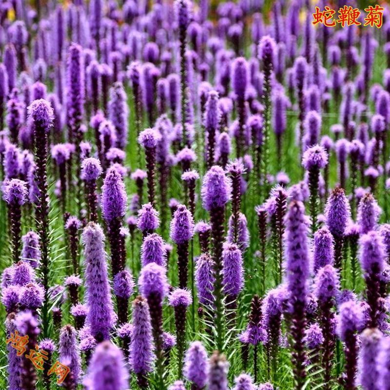 蛇鞭菊种子猫尾花多年生景观绿化花籽切花花卉花海种子