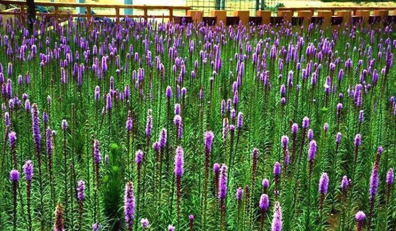蛇鞭菊种子猫尾花多年生景观绿化花籽切花花卉花海种子