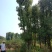 基地直销单杆及多杆移植丛生香樟杆径60公分，树型好价格优