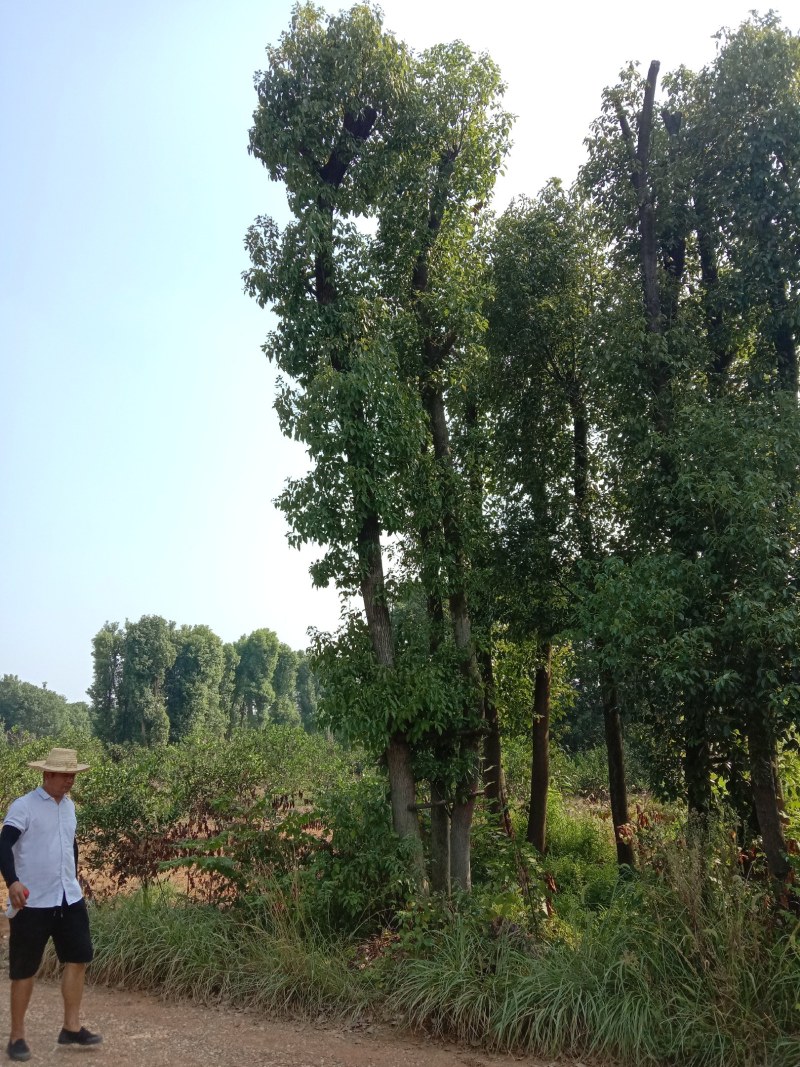 基地直销单杆及多杆移植丛生香樟杆径60公分，树型好价格优