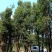 基地直销单杆及多杆移植丛生香樟杆径60公分，树型好价格优