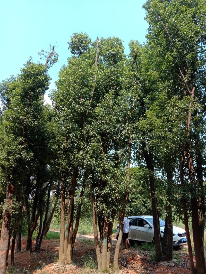 基地直销单杆及多杆移植丛生香樟杆径60公分，树型好价格优