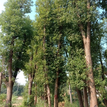 基地直销单杆及多杆移植丛生香樟杆径60公分，树型好价格优
