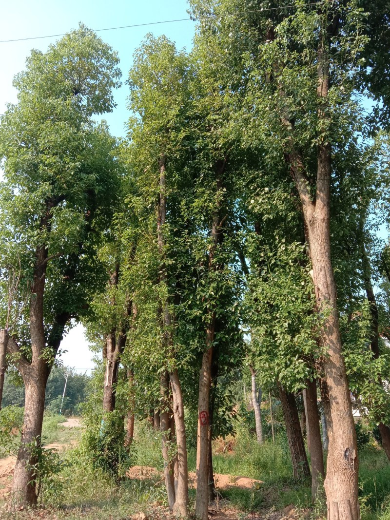 基地直销单杆及多杆移植丛生香樟杆径60公分，树型好价格优