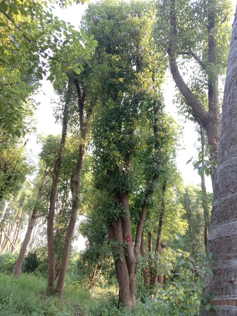 基地直销单杆及多杆移植丛生香樟杆径60公分，树型好价格优