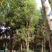 基地直销单杆及多杆移植丛生香樟杆径60公分，树型好价格优