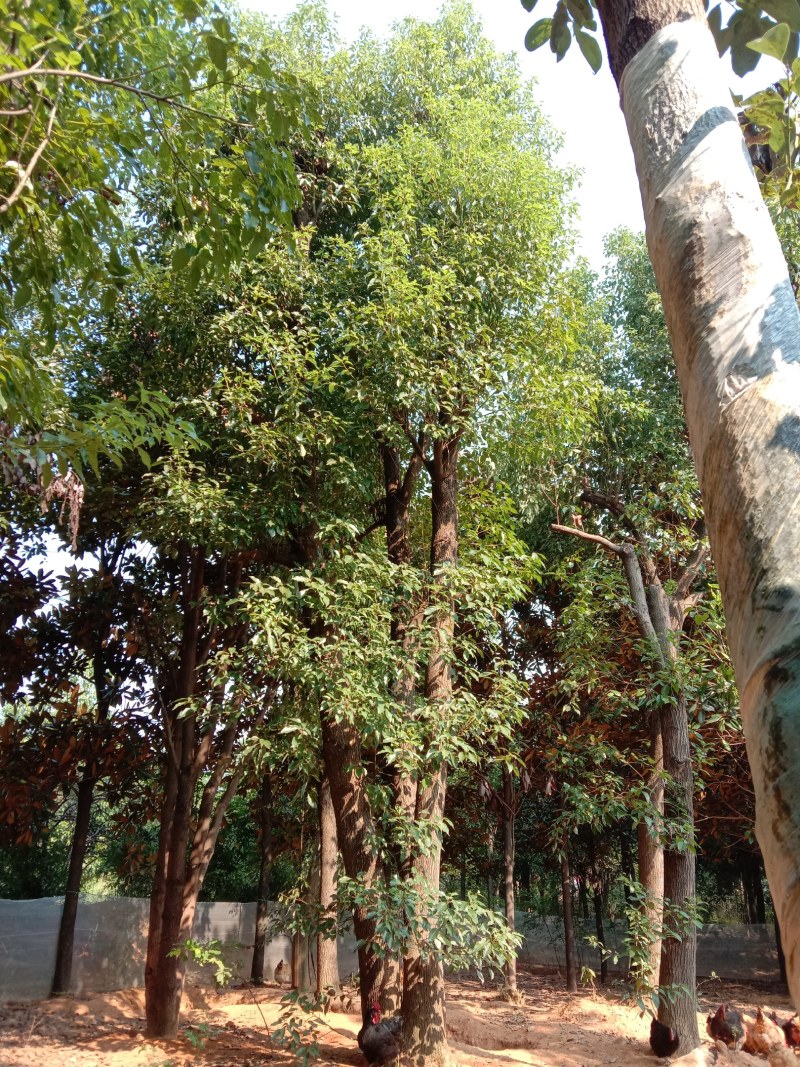 基地直销单杆及多杆移植丛生香樟杆径60公分，树型好价格优
