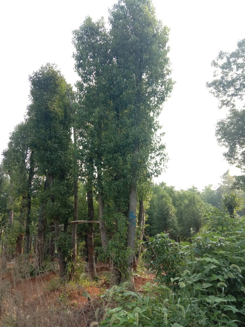 基地直销单杆及多杆移植丛生香樟杆径60公分，树型好价格优