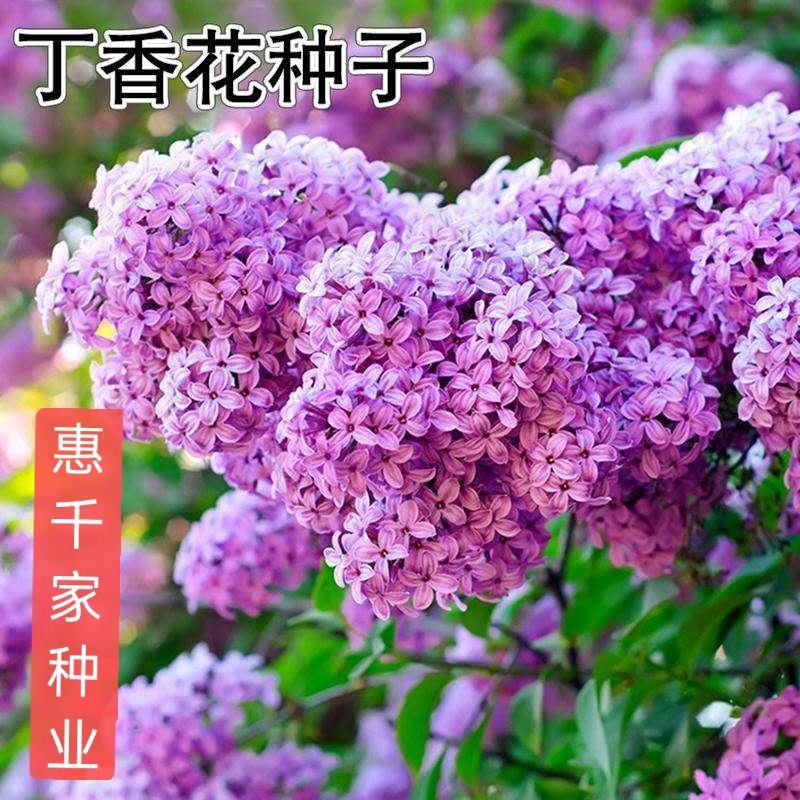 丁香花种子紫丁香花种子盆栽花卉种庭院阳台易种花卉花海种子