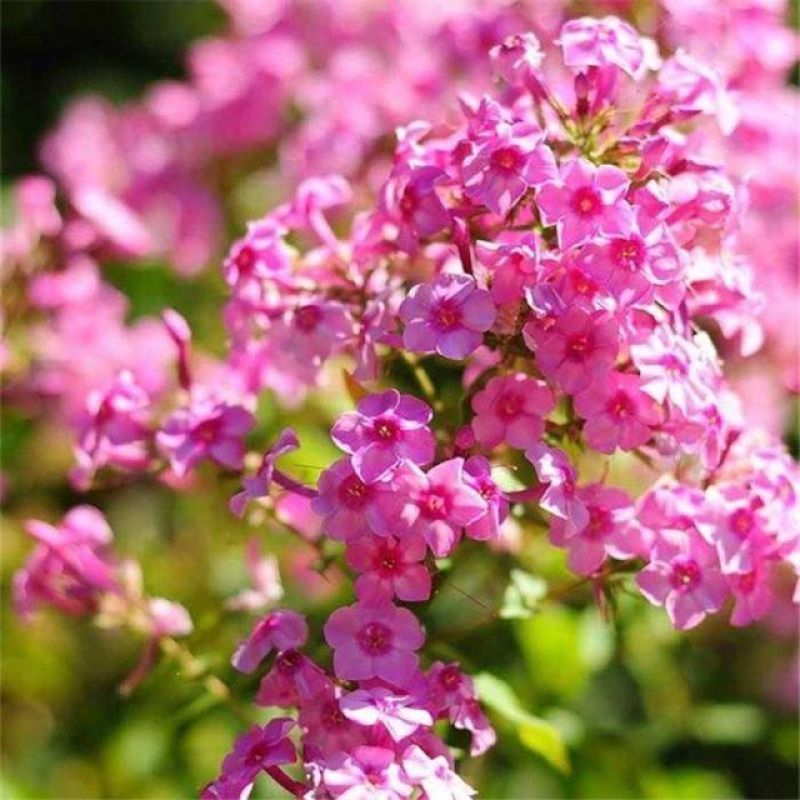 丁香花种子紫丁香花种子盆栽花卉种庭院阳台易种花卉花海种子