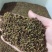 丁香花种子紫丁香花种子盆栽花卉种庭院阳台易种花卉花海种子