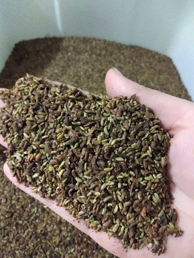 丁香花种子紫丁香花种子盆栽花卉种庭院阳台易种花卉花海种子
